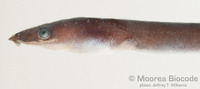: Ophichthus sp.