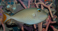 : Xanthichthys ringens; Sargussum Triggerfish