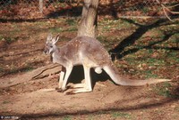 : Macropus rufus; Red Kangaroo