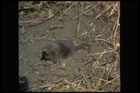 : Neurotrichus gibbsii; Shrew-mole