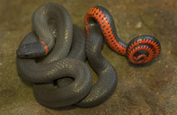 : Diadophis punctatus vandenburghi; Monterey Ringneck Snake