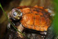: Geomyda spengleri; Black-breasted Leaf Turtle