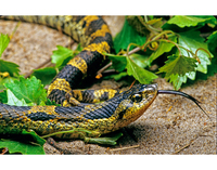 : Heterodon platyrhinos; Eastern Hognose Snake