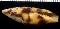 : Nebularia chrysostoma
