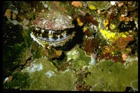 : Spondylus americanus; Atlantic Thorny Oyster