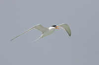 Lesser crested Tern breeding