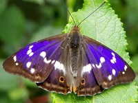 Apatura iris - Purple Emperor