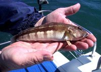 Parapercis colias, Blue cod: fisheries, gamefish