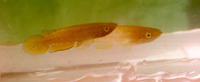 Epiplatys spilargyreius, : aquarium