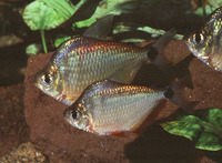 Tetragonopterus argenteus, : aquarium