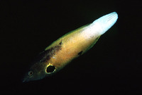 Labropsis alleni, Allen's tubelip: aquarium
