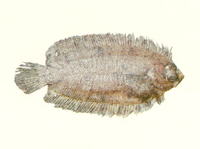 Samariscus huysmani, Huysman's righteye flounder: