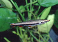 Nannostomus harrisoni, Blackstripe pencilfish: aquarium