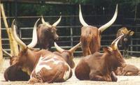 Image of: Bos taurus (aurochs)
