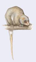 Image of: Strigocuscus celebensis (little Celebes cuscus)