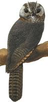Image of: Aegotheles cristatus (Australian owlet-nightjar)