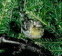 Image of: Dendroica fusca (Blackburnian warbler)