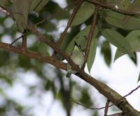 Image of: Pogoniulus subsulphureus (yellow-throated tinkerbird)