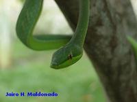 Image of: Oxybelis fulgidus (green vine snake)
