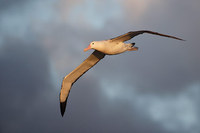 (Tristan) Wandering Albatross (Diomedea (exulans) dabbenena) photo