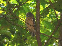 Ochre-bellied Hawk-Owl - Ninox ochracea