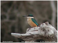 Sacred Kingfisher - Todirhamphus sanctus