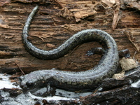 : Batrachoseps stebbinsi; Tehachapi Slender Salamander