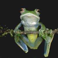 : Boophis luteus septentrionalis; Northern Green Treefrog