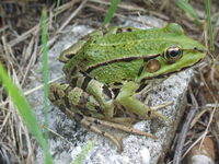 : Rana esculenta; Edible Frog
