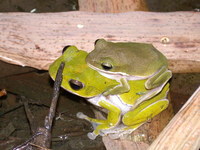 : Rhacophorus arvalis; Farmland Green Treefrog