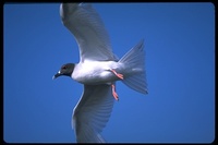 : Creagrus furcatus; Swallow Tailed Gull
