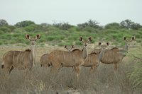 : Tragelaphus strepsiceros strepsiceros; Southern Greater Kudu