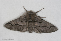 : Cochisea sp.