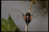 : Okanagana occidentalis; Cicada