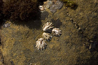 : Acmaea scabra; Rough Limpet