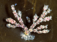 : Crisia sp.; Branching Bryozoan