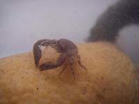 Pisidia longicornis - Long-clawed Porcelain Crab