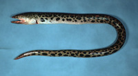 Echiophis intertinctus, Spotted spoon-nose eel: