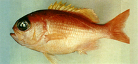 Giganthias immaculatus, : fisheries