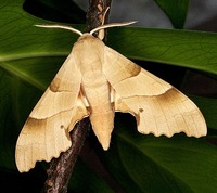 Marumba quercus - Oak Hawk-moth
