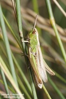 Chorthippus albomarginatus - Lesser Marsh Grasshopper