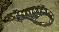 Image of: Ambystoma maculatum (spotted salamander)