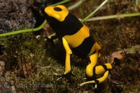 Dendrobates leucomelas - Yellow-banded Dart Frog