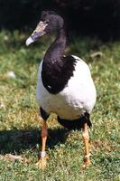 Anseranas semipalmata - Magpie Goose