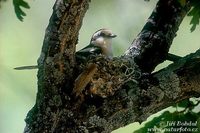 Lanius nubicus - Masked Shrike