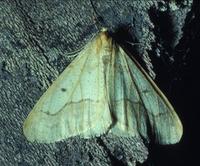 Image of: Erannis tiliaria (linden looper)