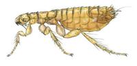 Image of: Ischnopsyllus octactenus