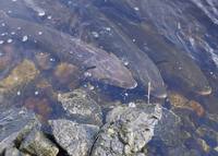 Acipenser fulvescens - Lake Sturgeon