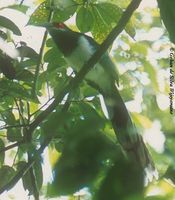 Red-faced Malkoha - Phaenicophaeus pyrrhocephalus
