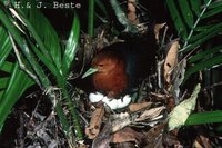 Red-necked Crake - Rallina tricolor
